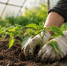 Перец лучше переносит переезд в теплицу, когда почва уже прогрелась, а ночи перестали пугать холодом | Источник: GPT - 29.Ru