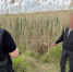 Житель села Горькая Балка застрелил оппонента в ссоре и тело  спрятал в камышах - Вечерний Ставрополь