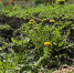 В Европе все кидаются на этот суперфуд, а у нас это сорняк: в этом растении кладезь вашей аптечки - ProGorodNN.Ru