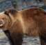 26-05-26-bear - Заповедное Прибайкалье