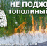 Рубцовские пожарные напоминают, что тополиный пух легко воспламеняется и горит с большой скоростью - Rubtsovsk.Info