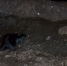 Сапбордисты рассказали о ночной встрече с бобром в Челябинске - Вечерний Челябинск