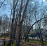 Аварийные деревья в парке Петропавловска-Камчатского заменят на здоровые саженцы. ИА Камчатка. Фотография 1 - ИА Камчатка