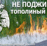 Июнь - время тополиного пуха.. - Поспелихинский район