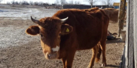 В Астрахани обнаружили опасную молочную продукцию с бруцеллезом - Bloknot-Astrakhan.Ru