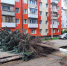 ель - OrelTimes.Ru