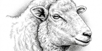 О ветеринарно-санитарных нормах - Управление ветеринарии