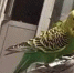 Житель Таганрога просит помощи в поиске улетевших попугаев - DonDay-Taganrog.Ru