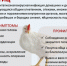 От гриппа страдают птицы... и люди. В Саткинской ветлечебнице напомнили важные правила - GovoritSatka.Ru