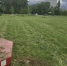 За нескошенную вовремя траву подрядчиков оштрафовали на 600 тысяч рублей - Свойкировский.рф