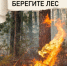 Установлен особый противопожарный режим в лесах. - Администрация г. Котлас