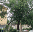 В центре Волгограда ликвидируют последствия падения дерева возле НЭТа - Газета Волгоградская правда