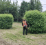 В парках и скверах продолжается активная уборка территорий. - Город Курск