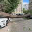 Огромное дерево рухнуло на Lexus и Kia в Воронеже - ГТРК Воронеж