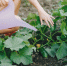 24636_dacha - News102.Ru