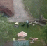 Новое нападение стаи собак на людей в Назарово: СК возбудил уголовное дело о халатности - ИА Запад24