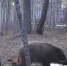 «Дружба народов»: в Сковородинском округе фотоловушка сняла медведя и кабана (ВИДЕО) - Asn24.Ru