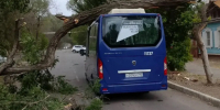 В Астрахани падающее дерево зацепило провода и рухнуло на автобус - Bloknot-Astrakhan.Ru