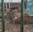 Томская прокуратура пытается закрыть зоопарк при шашлычной - 1-LINE
