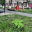Борщевик добрался до центральной площади - ИА Новомосковск Сегодня