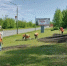 В Киселевске коммунальщики приступили к озеленению - Городок
