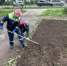 Озеленители высадили около 100 000 кустиков рассады на клумбах Йошкар-Олы - I-ola.Ru