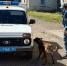 Четвероногие помощники полиции | Фотография 1 - Магнитогорский металл
