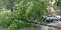 упало дерево - Новый Компаньон