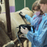 You are viewing the image with filename 0_cr_tn.jpg - Костромская ГСХА