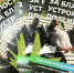 Волонтеры городской среды помогают волгоградцам выбрать территории для благоустройства - Комитет ЖКХ