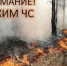 С 25 мая 2026 года на территории Амурского района введен режим ЧС в лесах муниципального характера - Город Амурск