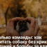 Не только команды: как воспитать собаку без крика, наказаний и борьбы за власть - Самарская Газета