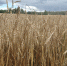 Фото: ПАИ - InformPskov.Ru