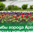Клумбы города Артёма украсили новые цветы. - Администрация Артёмовского городского округа