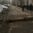 Оренбурженка, пострадавшая от упавшего дерева, получит компенсация 6 млн рублей - Time56.Ru