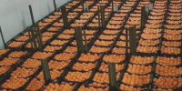 На Кубани «пойдут под бульдозер» почти 850 тонн мандаринов, потому что они привезены не из Турции, а из Кипра - Газета Таманский Вестник