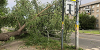 упало дерево Фобос - Новый Компаньон