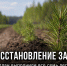В Липецкой области завершили весеннюю лесокультурную кампанию - Газета Задонская правда