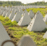 Фото: LSM - InformPskov.Ru