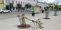 Подростки сломали молодые деревья в центре Улан-Удэ. Видео - Infpol.Ru