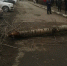 Оренбурженка, потерявшая ногу из‑за упавшего дерева, отсудила 6 млн рублей - ProOren.Ru