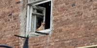 Клетки строго по весу и табу на стрельбу: в Саратове радикально изменили регламент обращения с бездомными животными - SaratovNews.Ru