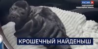Вести 24 - ГТРК Санкт-Петербург