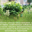 «Ежегодный смотр - конкурс среди населения, учреждений социальной сферы, хозяйствующих субъектов, объектов сферы малого, среднего предпринимательства и потребительского рынка по благоустройству и озеленению прилегающих территорий». - Город Алексин