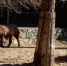 Онищенко напомнил россиянам мудрость из «Бармалея» - Om1.Ru