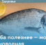 Морская или пресноводная: какая рыба полезнее - Пильнинский муниципальный округ