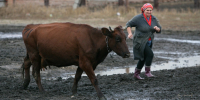 В алтайских сельскохозяйственных организациях выросли надои молока и объемы производства куриных яиц Фото №1 - Алтайская правда