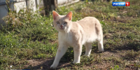 Всероссийская платформа защиты животных Pet911.ru и сервис «Лаборатории Касперского» PetKa опубликовали исследование о потерянных и найденных домашних питомцах в 2025 году. - ГТРК