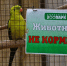 В Ульяновском зоопарке ждут амурского тигра - Ulpravda.Ru