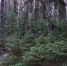 background - Вологда-поиск